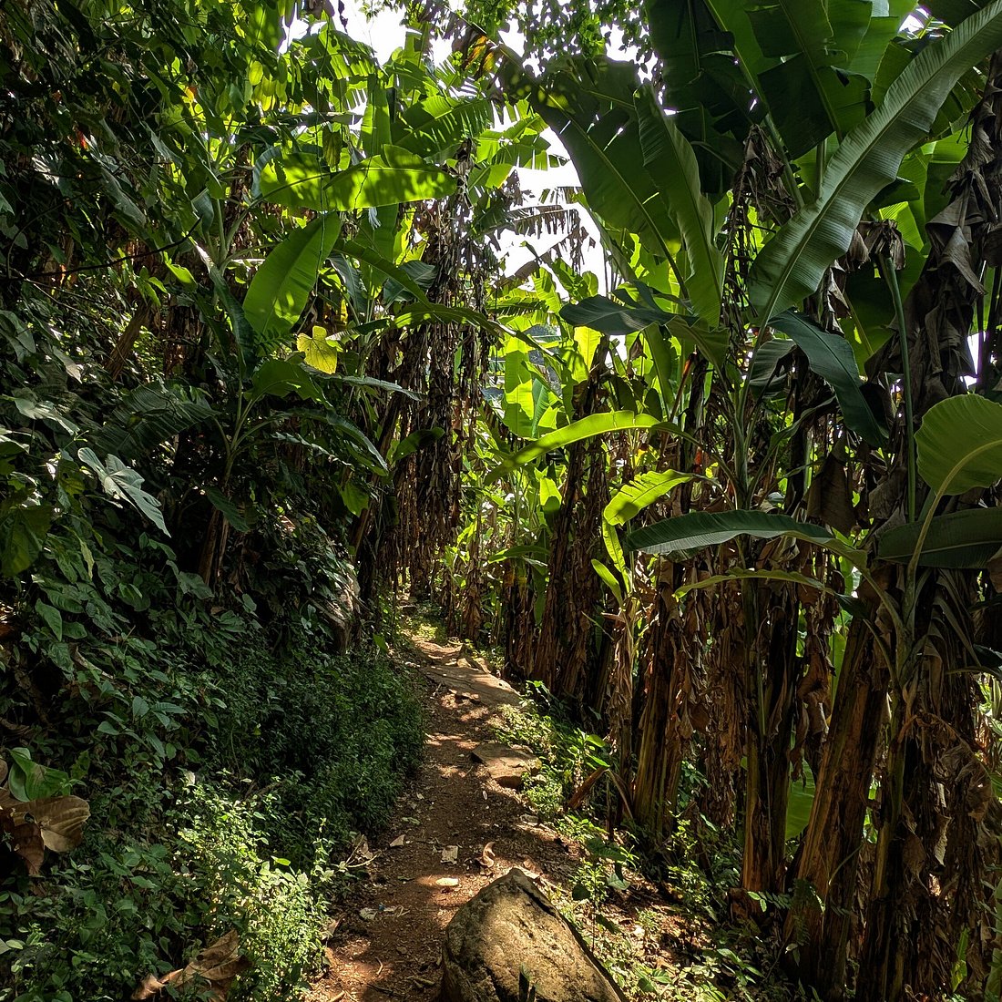 Forêt de Missahöhe
